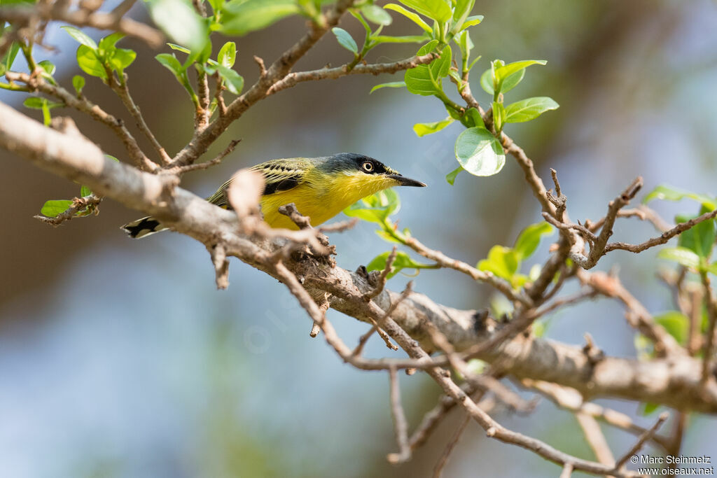 Common Tody-Flycatcher