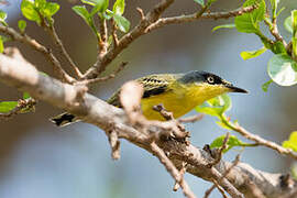 Common Tody-Flycatcher