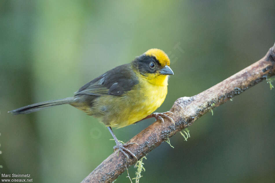 Tohi à bec fortadulte, identification