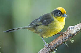 Choco Brushfinch