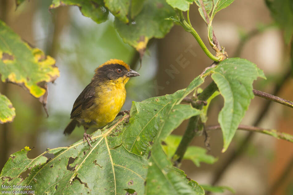 Choco Brushfinchadult, habitat