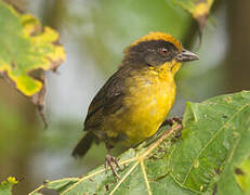 Choco Brushfinch