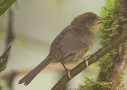 Choco Brushfinch