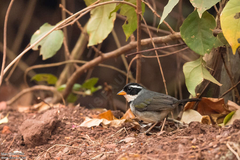 Saffron-billed Sparrowadult, pigmentation, fishing/hunting