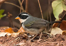 Saffron-billed Sparrow