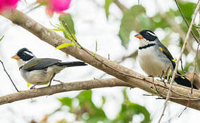 Saffron-billed Sparrow