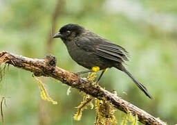 Yellow-thighed Finch