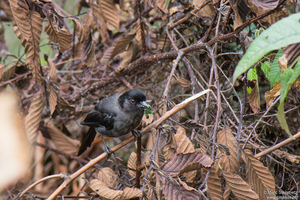 Yellow-thighed Brushfinch