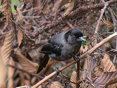 Yellow-thighed Finch