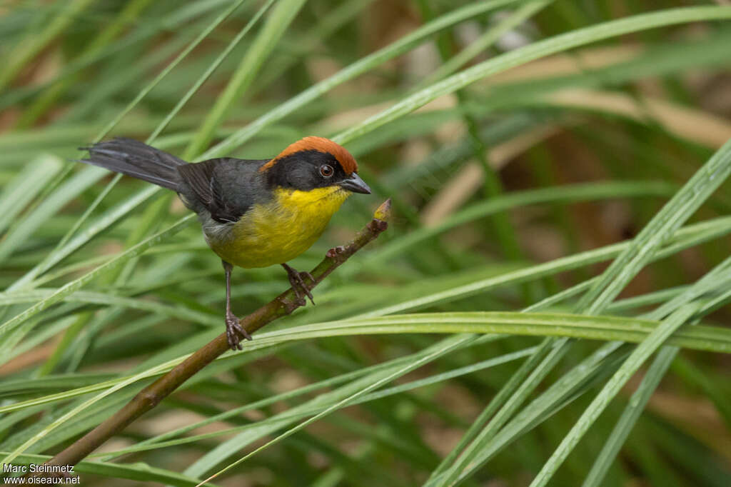 Yellow-breasted Brushfinchadult, identification