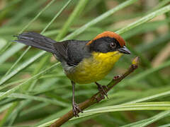 Yellow-breasted Brushfinch