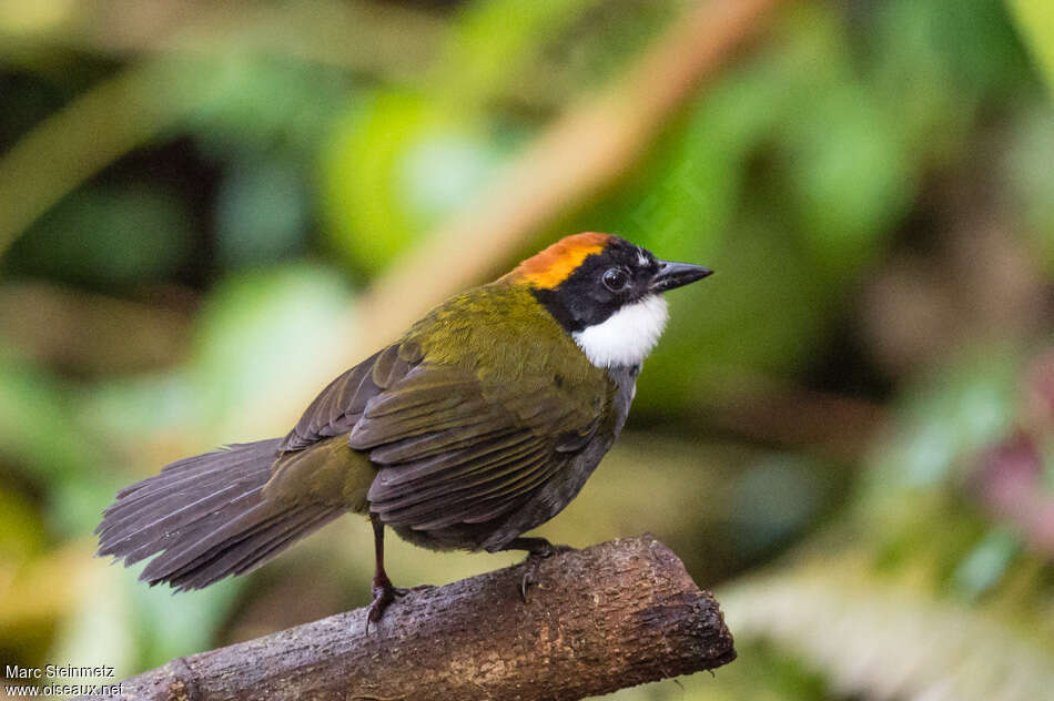 Tohi à nuque bruneadulte, identification