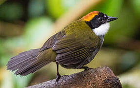 Chestnut-capped Brushfinch