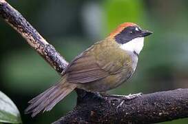 Chestnut-capped Brushfinch