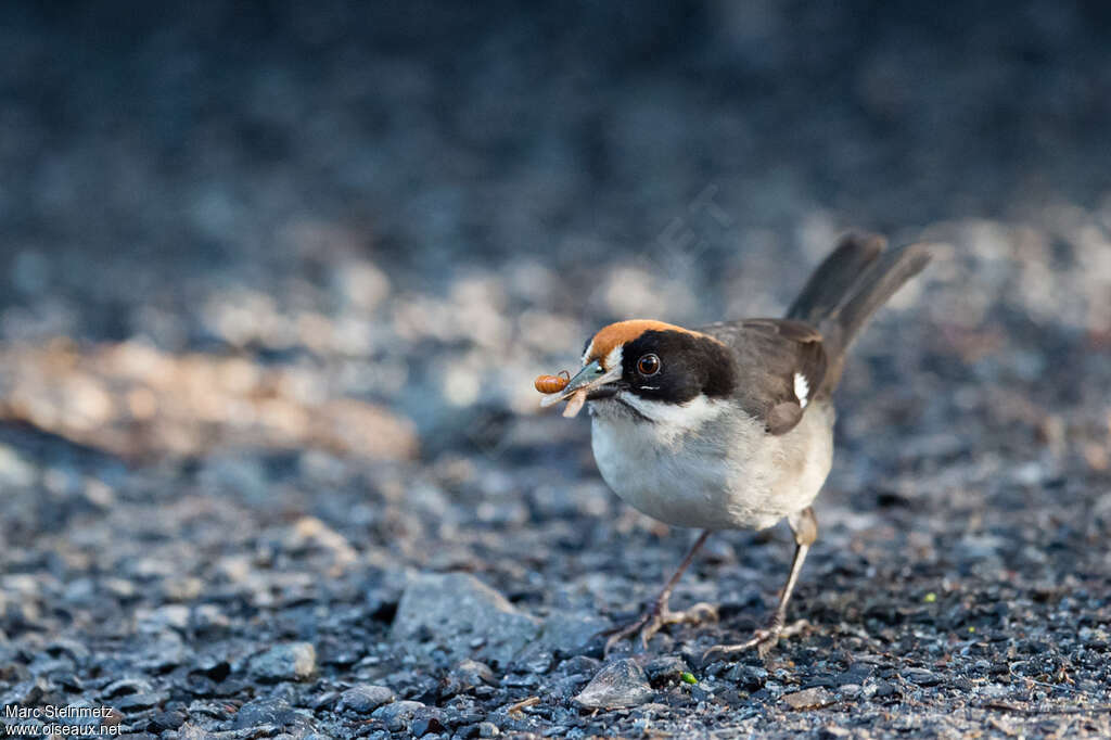 White-winged Brushfinchadult, feeding habits