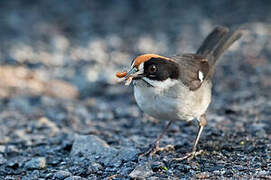 White-winged Brushfinch