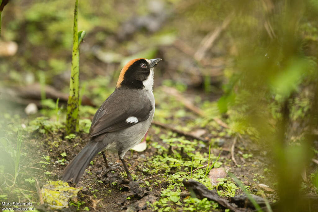 Tohi leucoptèreadulte, identification