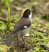 White-winged Brushfinch