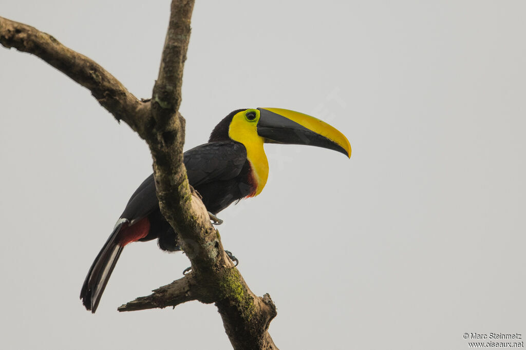 Toucan du Chocó