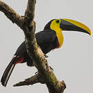 Toucan du Chocó
