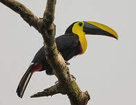 Toucan du Chocó