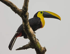 Toucan du Chocó