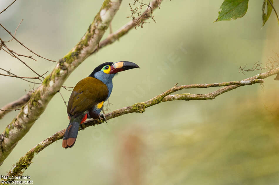 Plate-billed Mountain Toucanadult, identification