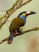 Plate-billed Mountain Toucan