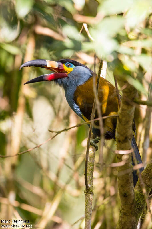 Plate-billed Mountain Toucanadult, Behaviour