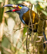 Plate-billed Mountain Toucan