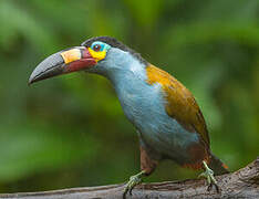 Plate-billed Mountain Toucan