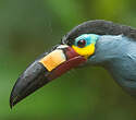 Toucan montagnard