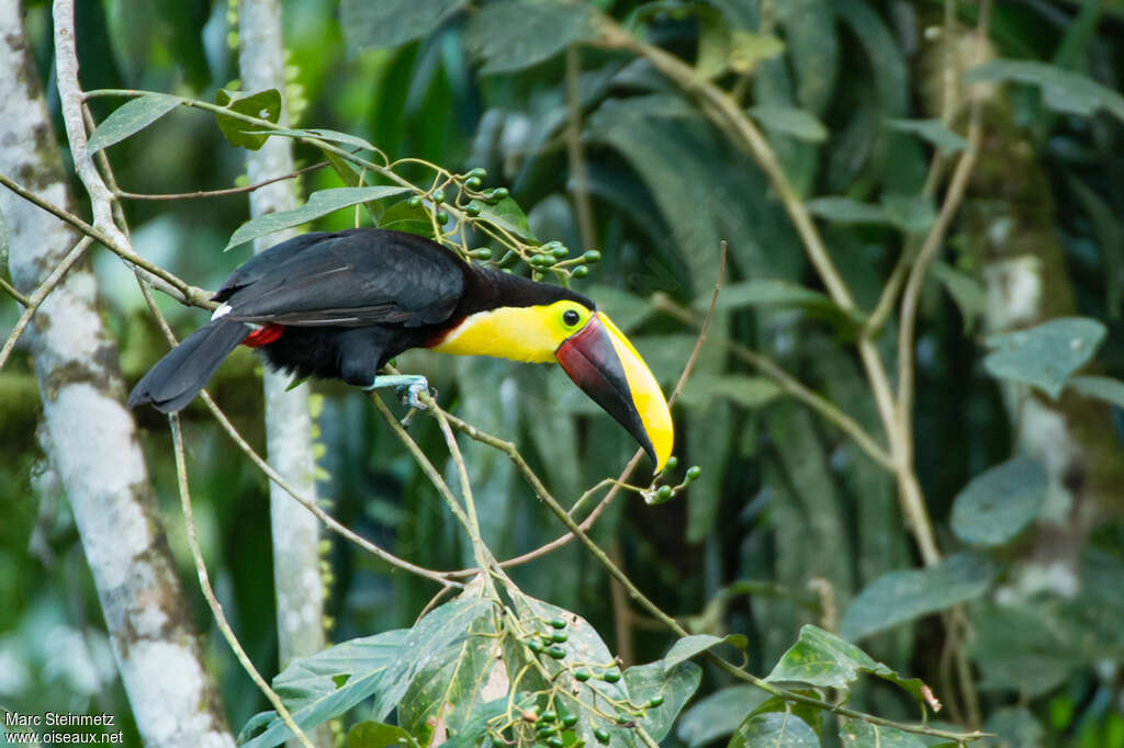 Yellow-throated Toucanadult, pigmentation, eats