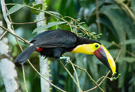 Yellow-throated Toucan