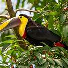 Toucan tocard