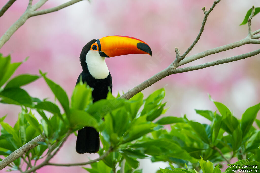 Toucan toco