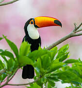 Toco Toucan