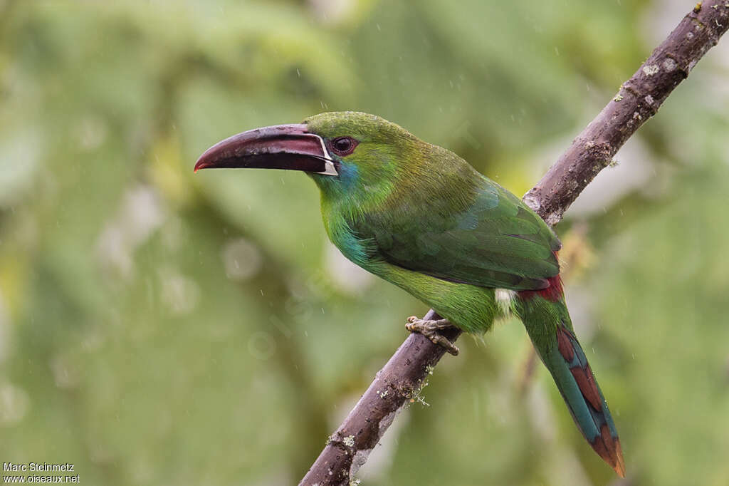 Crimson-rumped Toucanetadult, identification, moulting, pigmentation