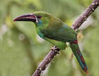 Toucanet à croupion rouge