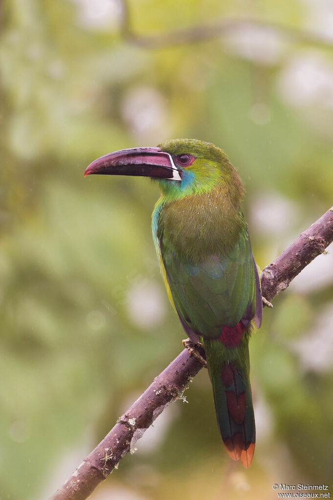 Toucanet à croupion rouge