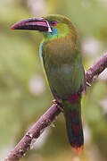 Toucanet à croupion rouge