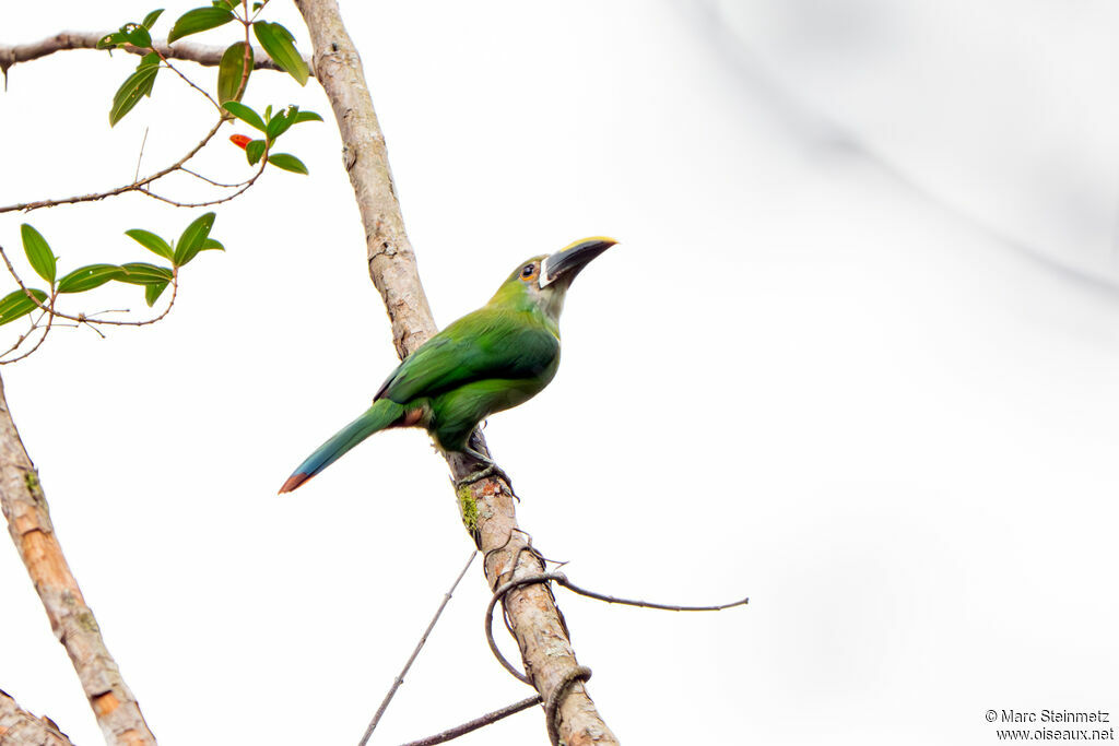 Toucanet à gorge blanche
