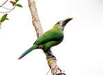 Toucanet à gorge blanche