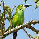 Toucanet à gorge blanche
