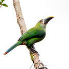 Toucanet des Andes