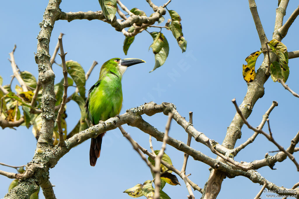 White-throated Toucanet