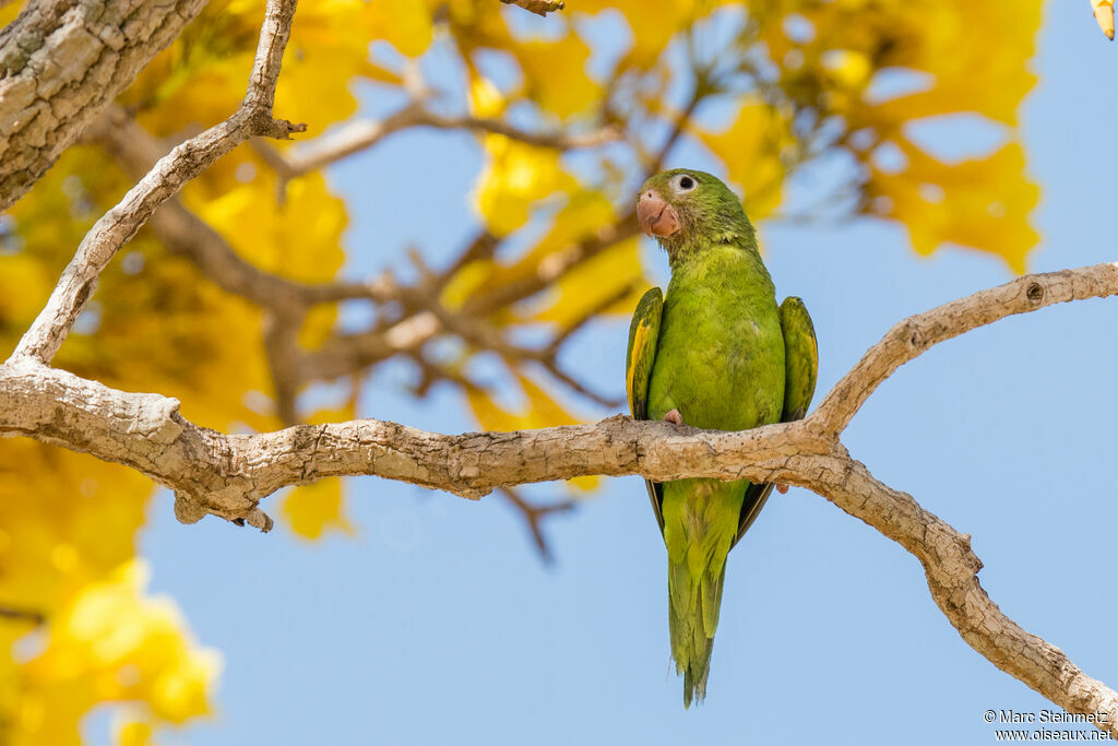 Yellow-chevroned Parakeet