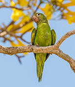 Yellow-chevroned Parakeet