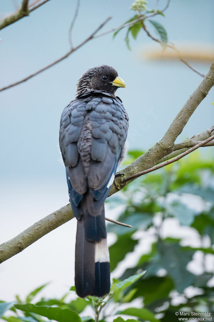 Eastern Plantain-eater