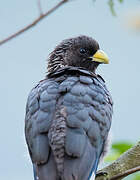 Eastern Plantain-eater